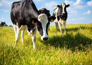 Cows are being ‘toilet-trained’ to reduce their waste emissions