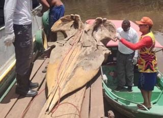 Cr&acirc;nio gigante de cachalote encontrado no Amap&aacute; vira pe&ccedil;a rara em cole&ccedil;&atilde;o cient&iacute;fica
