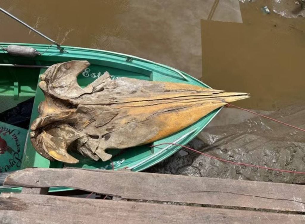 O crânio da cachalote encontrado no estado do Amapá. Crédito: Divulgação.