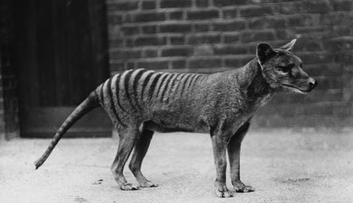 Cr&acirc;nio revela que tigre da Tasm&acirc;nia era muito diferente dos lobos