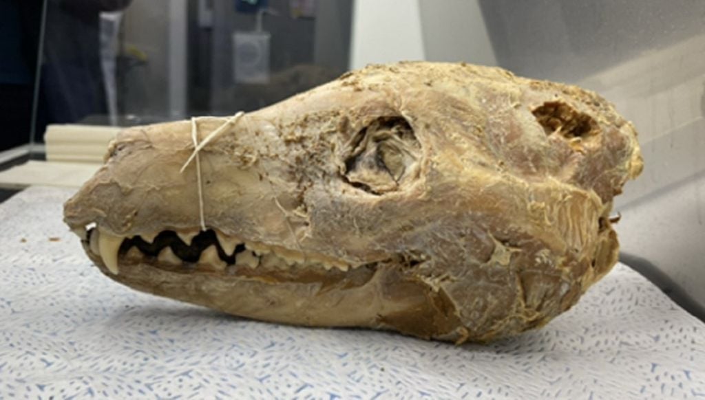 Um crânio de tigre-da-Tasmânia. Crédito: Colossal Biosciences