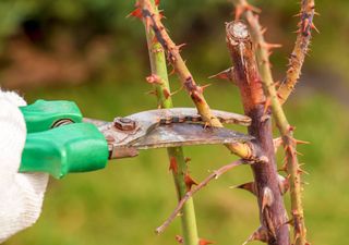 Crea un jardín seguro: evita estas 5 plantas con espinas y apuesta por opciones amigables para los más pequeños