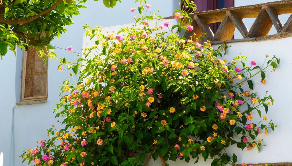 Ejemplar de lantana, de floración increíblemente prolongada, convertida en arbusto.