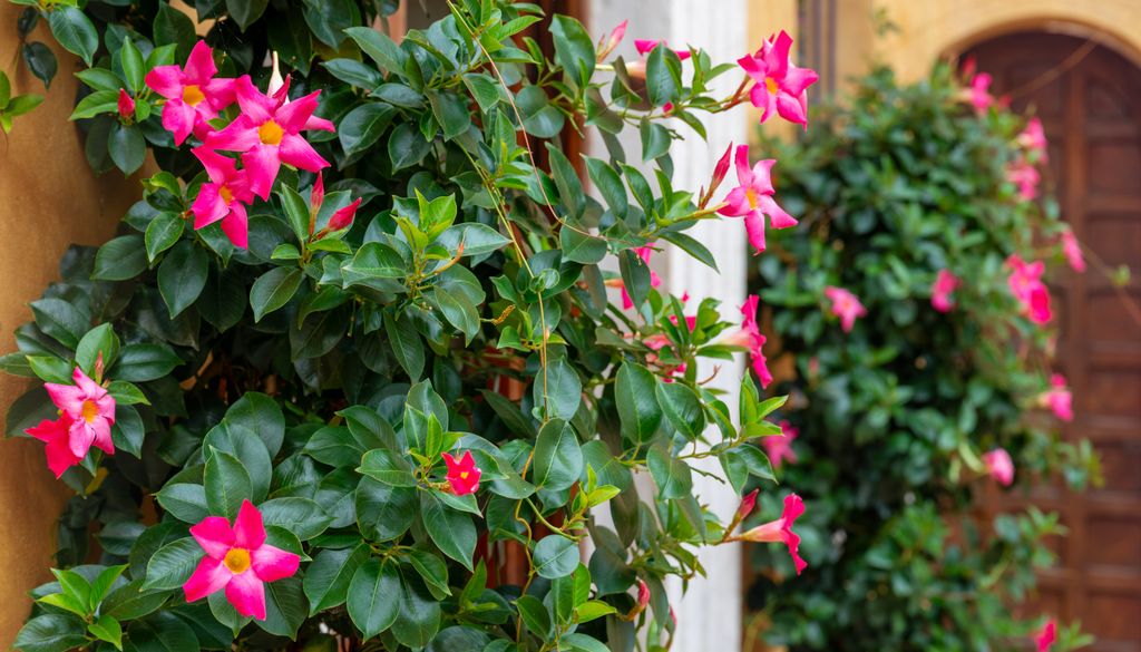 Las flores de la dipladenia o mandevilla aportan un toque de exotismo a cualquier fachada.