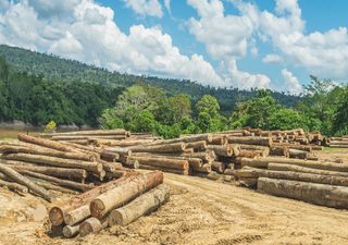 Índice monitorea la vulnerabilidad de bosques tropicales