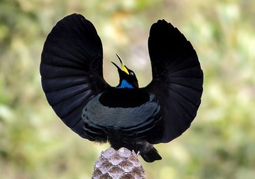 Crean la tela m&aacute;s oscura del mundo inspirada en un ave ex&oacute;tica: as&iacute; es el &ldquo;ultranegro&rdquo;