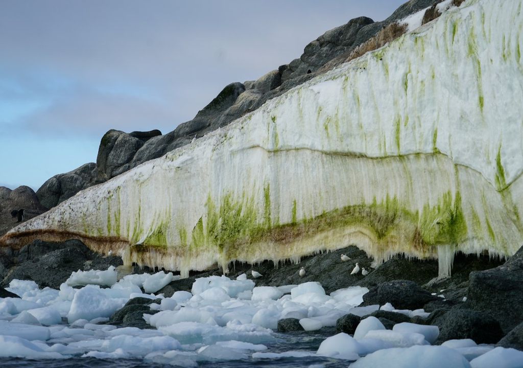 Antártica, flora