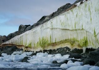 Criado o primeiro mapa de áreas verdes da Antártica