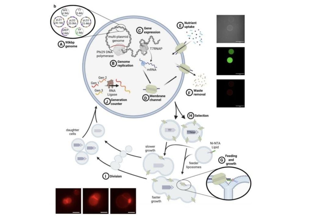 SpudCell reproduce varias funciones esenciales de una célula. SpudCell reproduce varias funciones esenciales de una célula, como captar nutrientes, crecer, copiar su material genético y dividirse, aunque todavía depende de intervención externa y no se considera un organismo vivo. Imagen: equipo de Kate Adamala/Universidad de Minnesota.