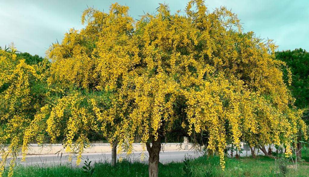 plantas El aromo francés (Acacia dealbata) transforma el paisaje invernal con su inconfundible explosión dorada.