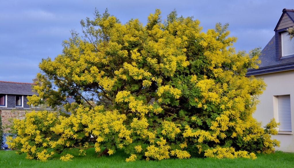 plantas Una intervención a tiempo desde ejemplar joven ayuda a guiar el aromo como árbol de tronco único y evitar que se ramifique como arbusto.