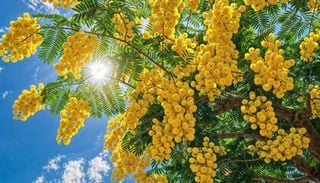 Crece r&aacute;pido y deslumbra con sus pompones amarillos: por qu&eacute; conviene plantar este &aacute;rbol ahora