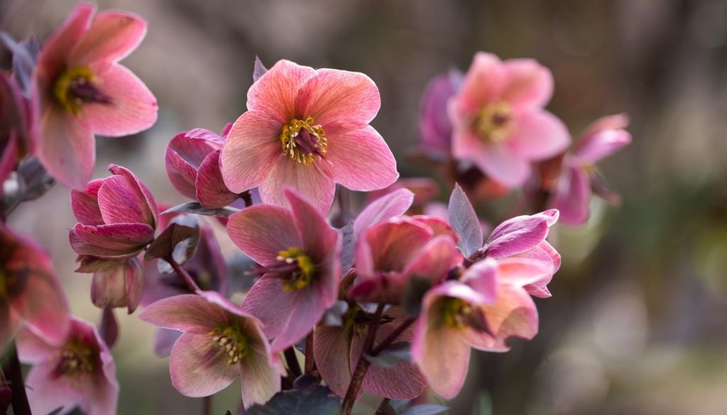 plantas Con sus hojas duras todo el año y su elegante floración de invierno, los eléboros rompen la monotonía verde en los sectores donde el sol nunca llega.