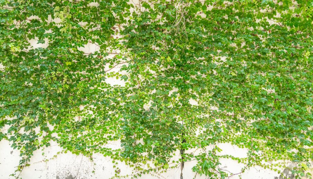 plantas La hiedra funciona como una aliada perfecta y rústica para tapizar el suelo desnudo y cubrir las superficies menos atractivas del fondo del terreno.