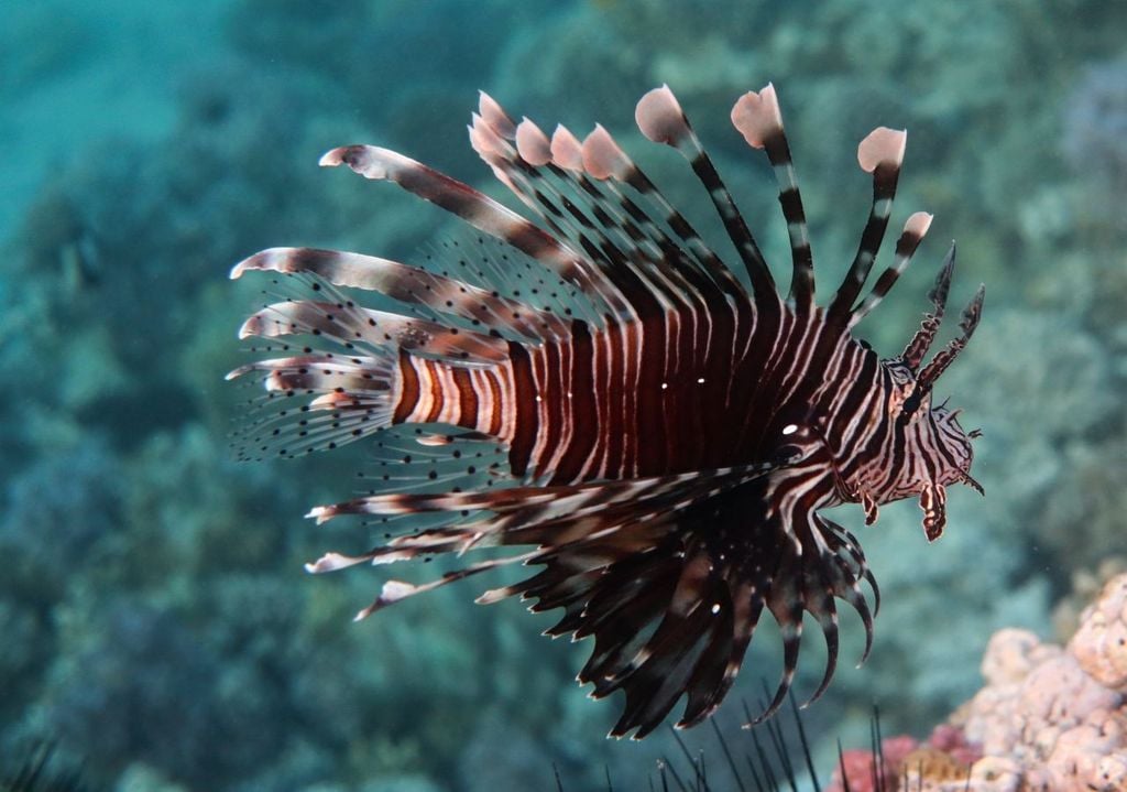 Esemplare di pesce scorpione