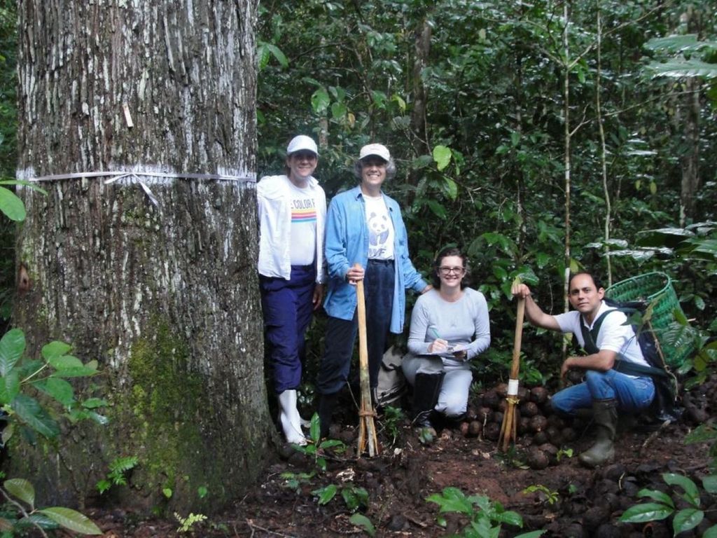 Pesquisadores e castanha do Brasil