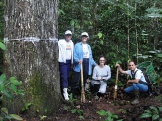 Crescimento de castanheiras-da-Amazônia pode ser acelerado em 30% com auxílio da nanobiotecnologia