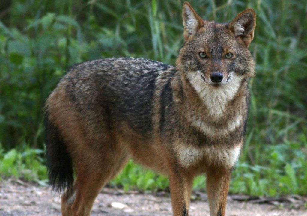 Esemplare di sciacallo dorato.