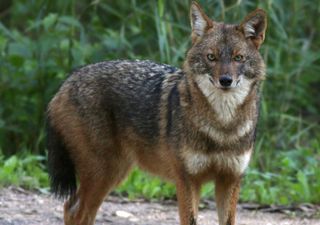 Crescono in Italia gli avvistamenti del 'fantasma dorato': questo misterioso animale sta colonizzando i boschi del Nord