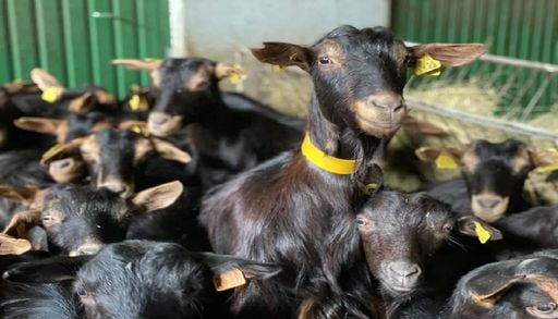 Criadores da Guarda querem ver reconhecida a cabra jarmelista como ra&ccedil;a aut&oacute;ctone