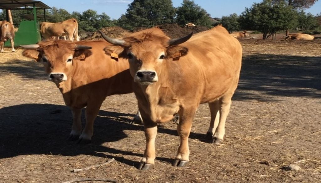 Vacas jarmelistas Quase extinta, a vaca jarmelista recuperou graças ao trabalho dos criadores locais. Foto: Junta de Freguesia de Jarmelo São Pedro
