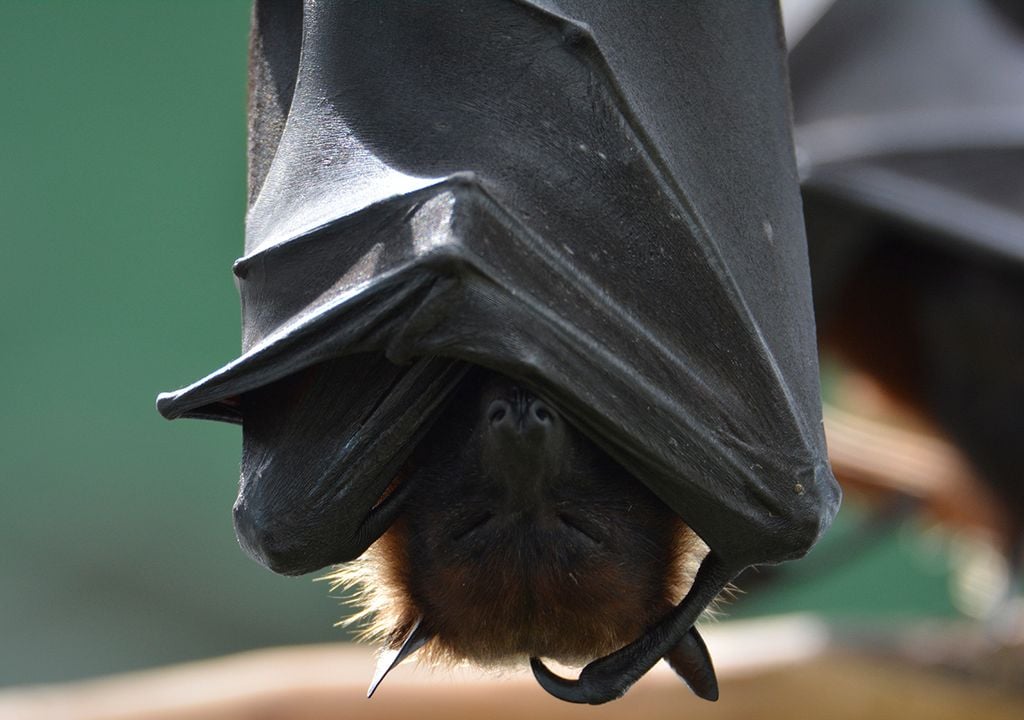 murciélago gigante