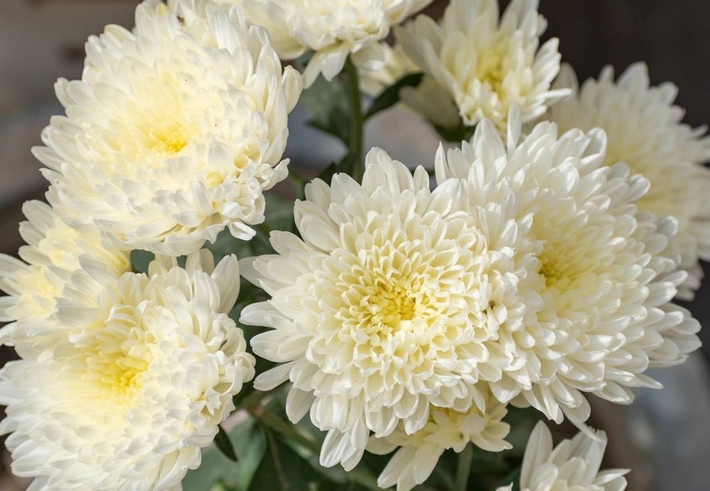 crisântemos brancos