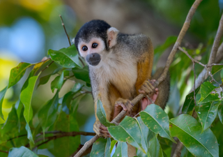 Crise climática ameaça extinção do raro macaco-preto-de-cabeça na Amazônia; saiba mais