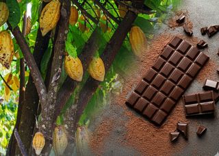 Crise climática atinge o chocolate: o que isso muda para o consumidor