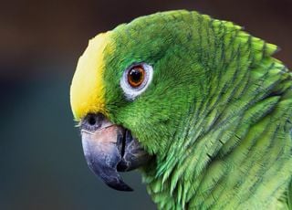 Crise climatique : les oiseaux disparaissent en Amazonie ! Faut-il s'inquiéter ?