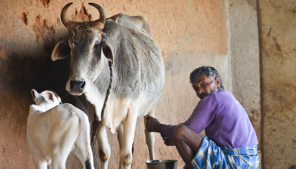 Qui aurait cru que la bouse de vache pouvait se révéler être un biogaz utile et écologique ?