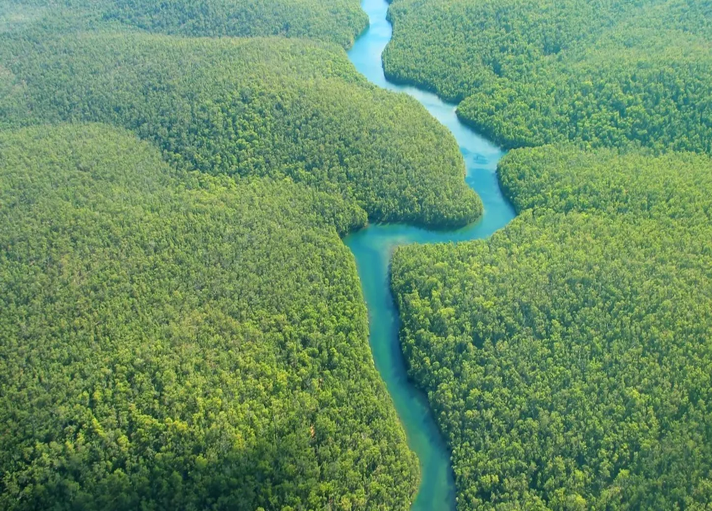 Si rien n'est fait, l'Amazonie, joyau de la biodiversité, se trouve au bord d'une précipice écologique avec des études prévoyant un possible effondrement d'ici 2050.