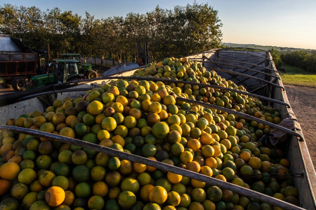 Brasil, laranja, greening, região sudeste