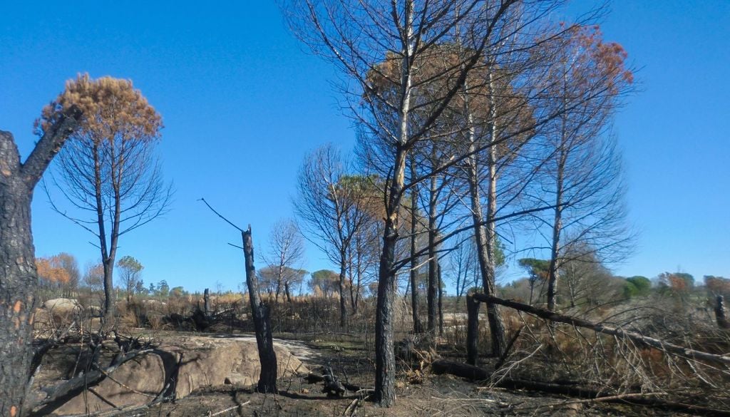 clima incendi Ciò che resta di una foresta portoghese devastata da un incendio
