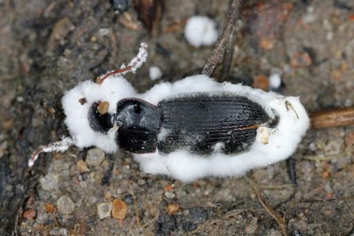 CRISPR-Cas9 e o futuro do biocontrole: os fungos geneticamente aprimorados para combater pragas