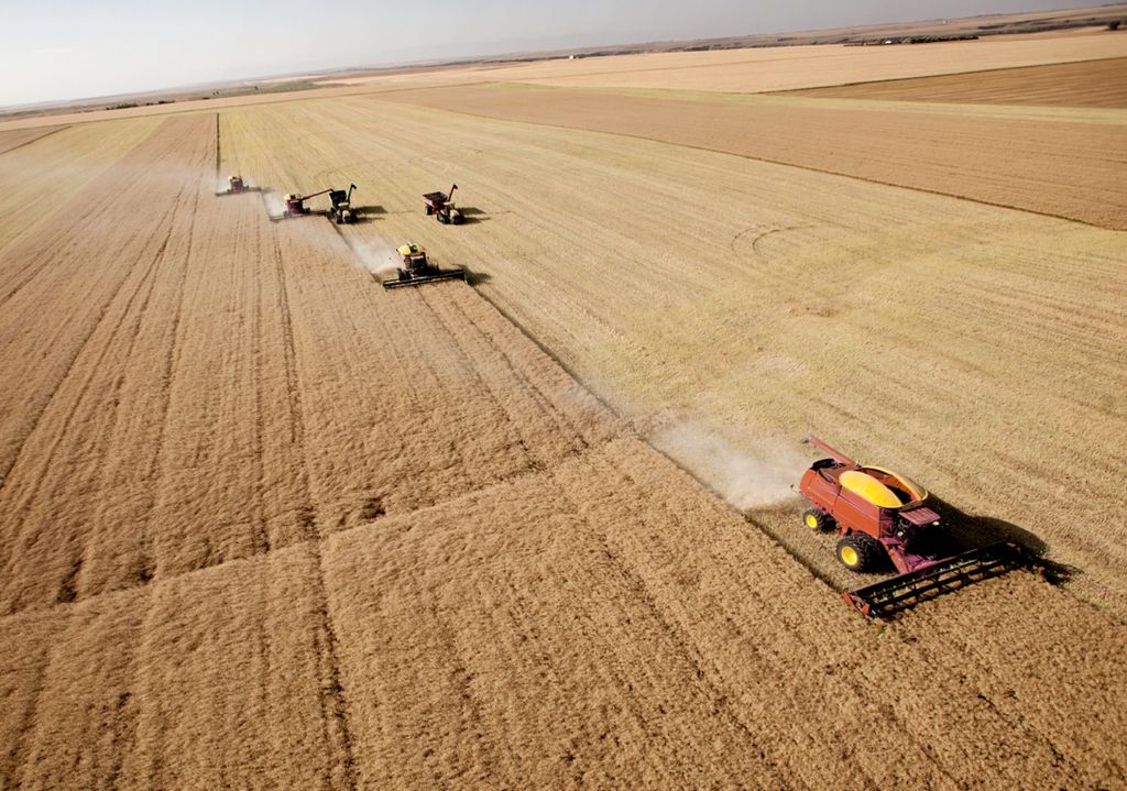 La Producción De Trigo Duro Colapsa Culpan Al Calor Récord En Canadá 7641