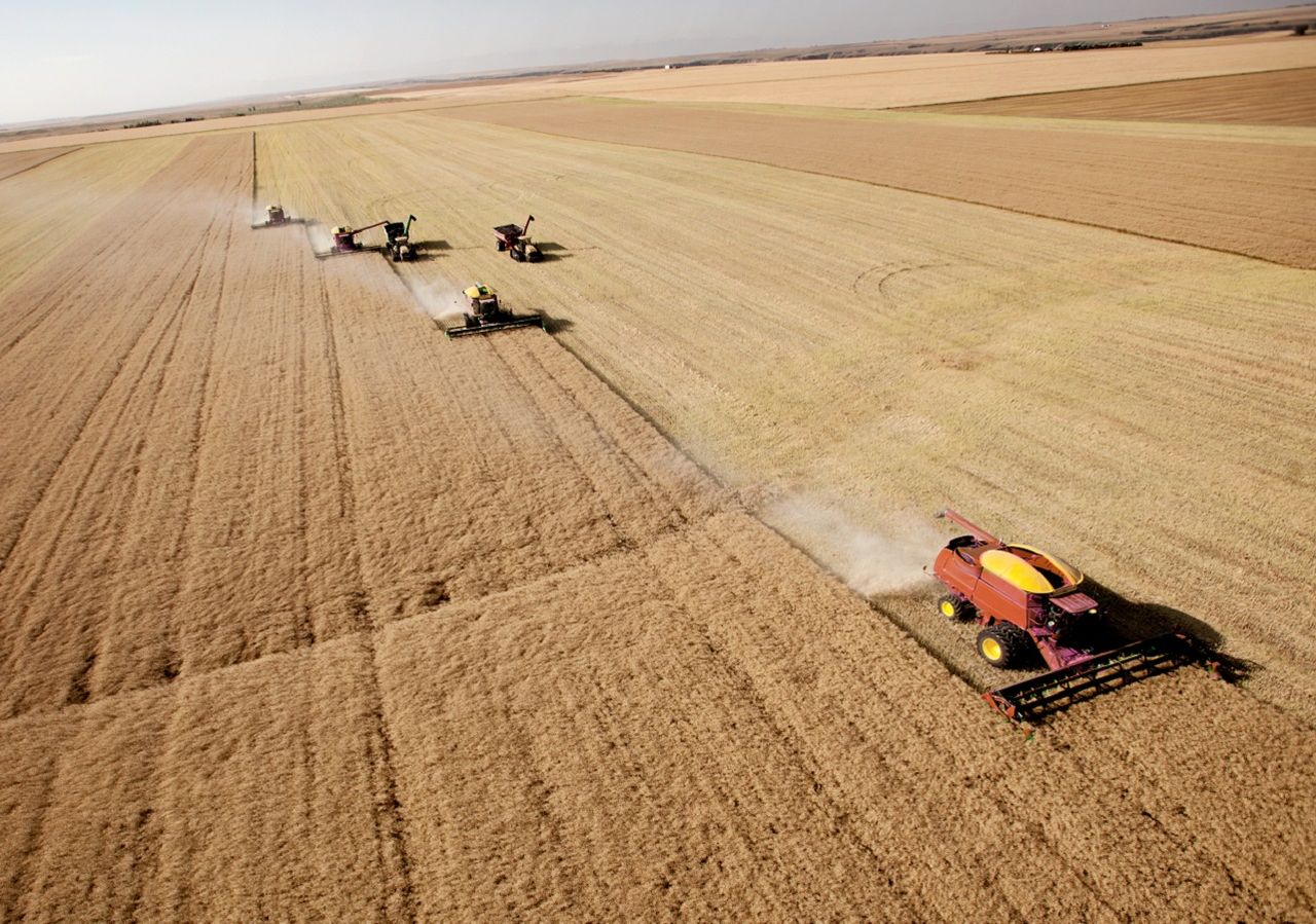 Crolla La Produzione Di Grano Duro Colpa Del Caldo Record In Canada