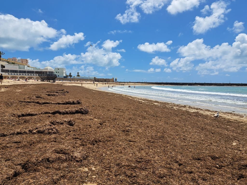 Acumulación de alga asiática en la playa de La Caleta, en Cádiz capital / Mar Roca Mora -CSIC