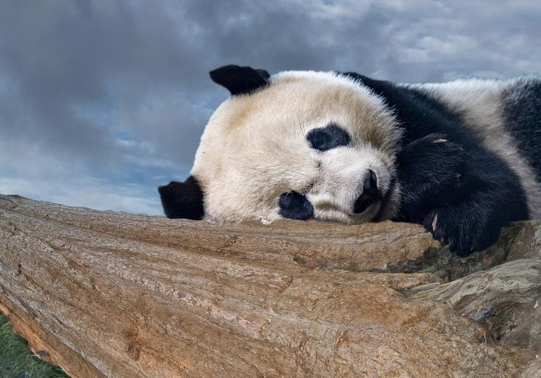 15 curiosidades del oso panda - Uno de los animales más sorprendentes