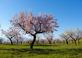 ¿Cuál es el mejor momento para plantar almendros? Con estos consejos de experto el éxito está asegurado