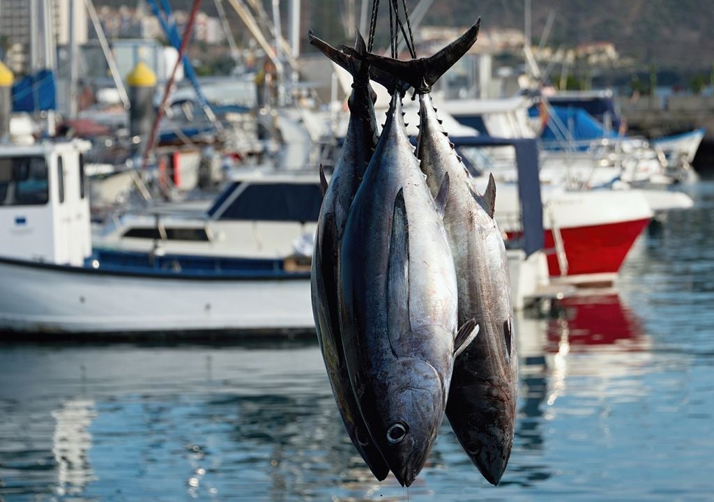 atún pescado atún pescado
