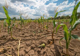 ¿Cuál será el impacto del fenómeno de la Niña para el sector agrícola?