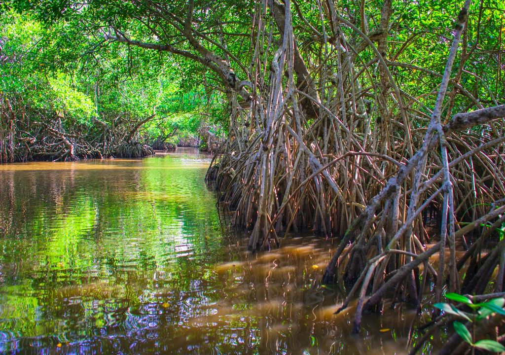manglar