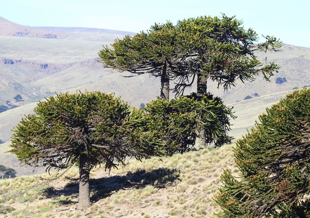 araucarias araucarias