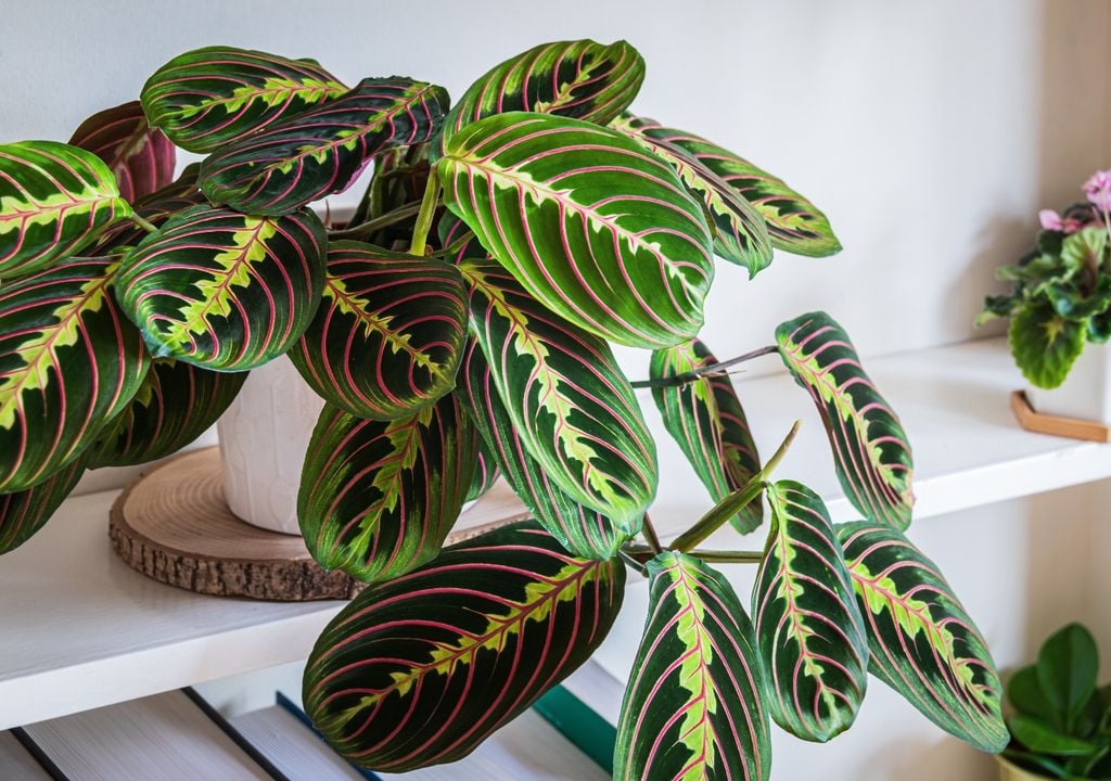 maranta La maranta ganó popularidad en interiores modernos por sus hojas coloridas y su capacidad de adaptarse muy bien a espacios con luz indirecta.