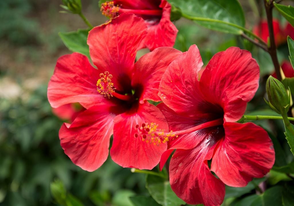 flores de hibisco