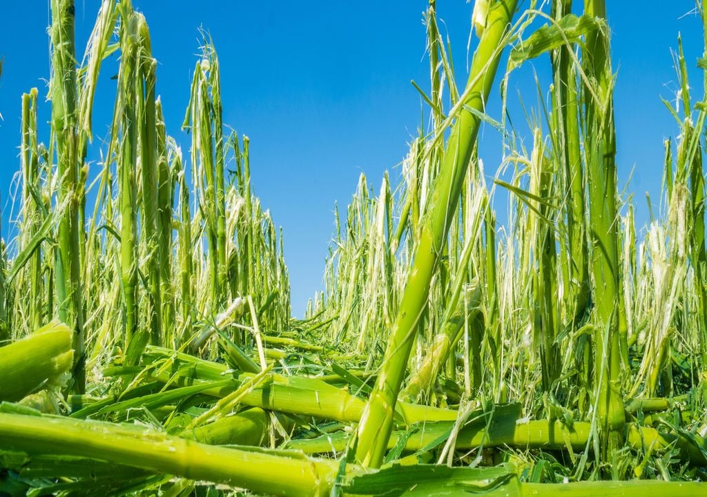 agricultura El paso de fenómenos meteorológicos, como los ciclones tropicales, afectan la producción de alimentos, los ingresos agrícolas y la nutrición.