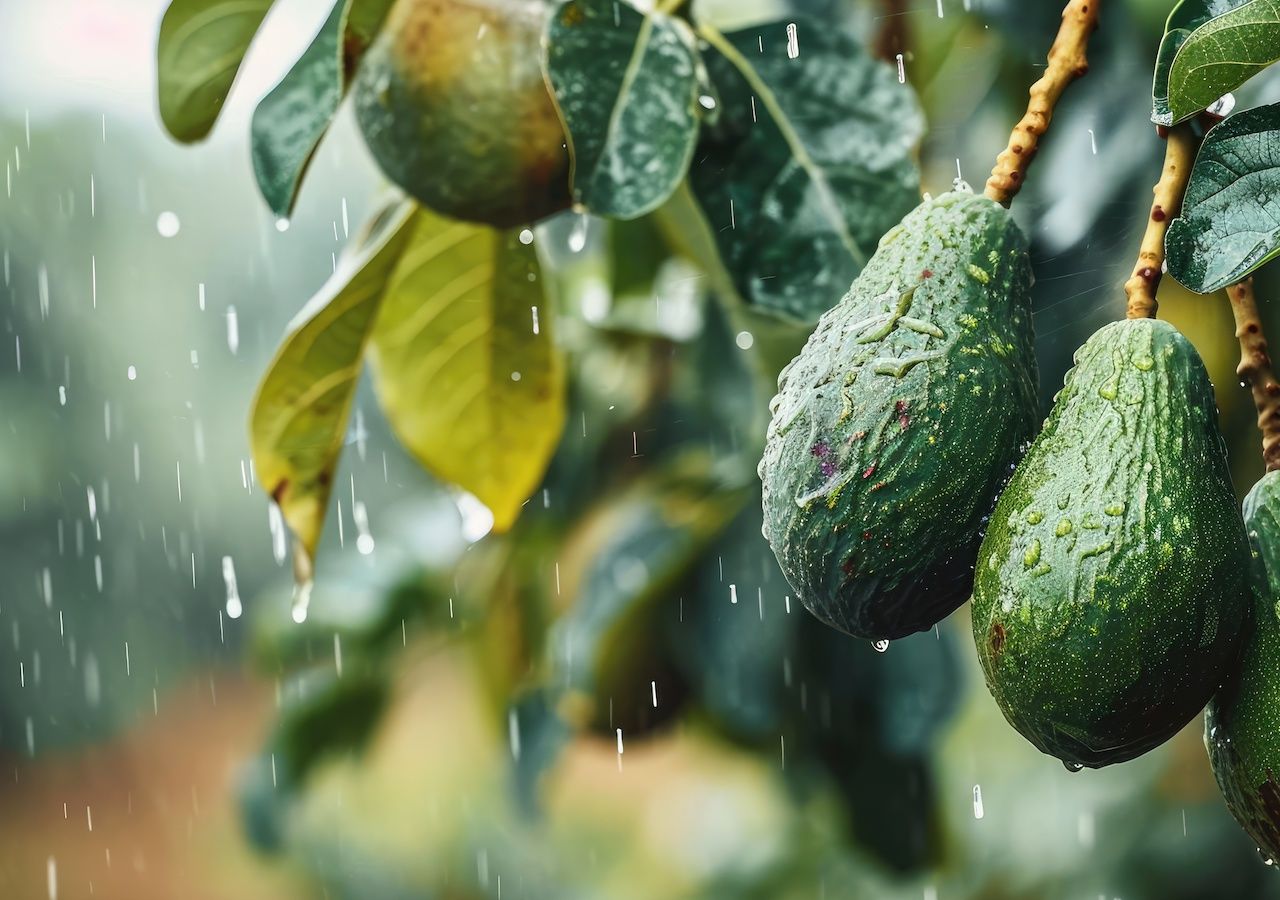 La agricultura es el sector que más se beneficia con la temporada de lluvias en México.