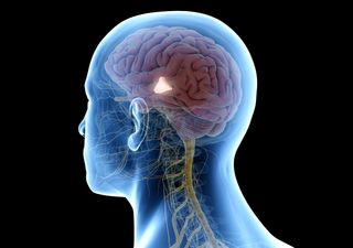 Un estudio pionero revela cómo el cerebro ajusta la generosidad según la cercanía emocional