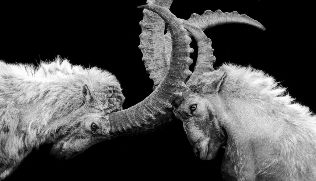 Animales Con el aumento de la temperatura el cerebro de los animales pierde coherencia, y entre otras cosas, aumenta la agresividad.